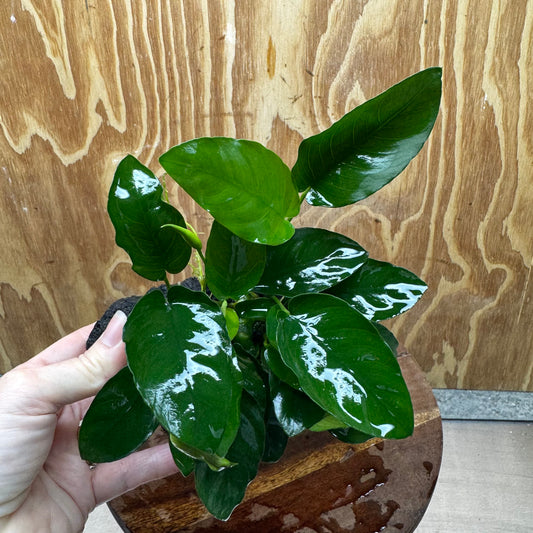 Pisces Enterprises One Only Anubias Nana on Large Black Lava Rock Creation - One Only Shop for Anubias Nana on Large Black Lava Rock Creation - One Only