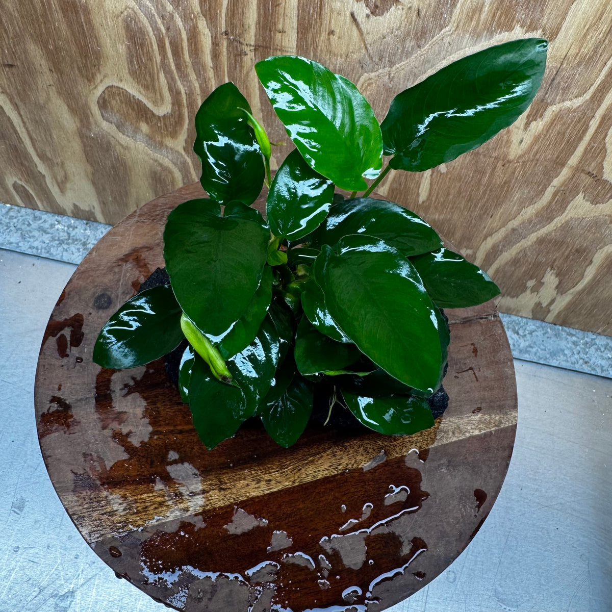 Pisces Enterprises One Only Anubias Nana on Large Black Lava Rock Creation - One Only Shop for Anubias Nana on Large Black Lava Rock Creation - One Only