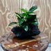 Pisces Enterprises One Only Anubias Nana on Large Black Lava Rock Creation - One Only Shop for Anubias Nana on Large Black Lava Rock Creation - One Only