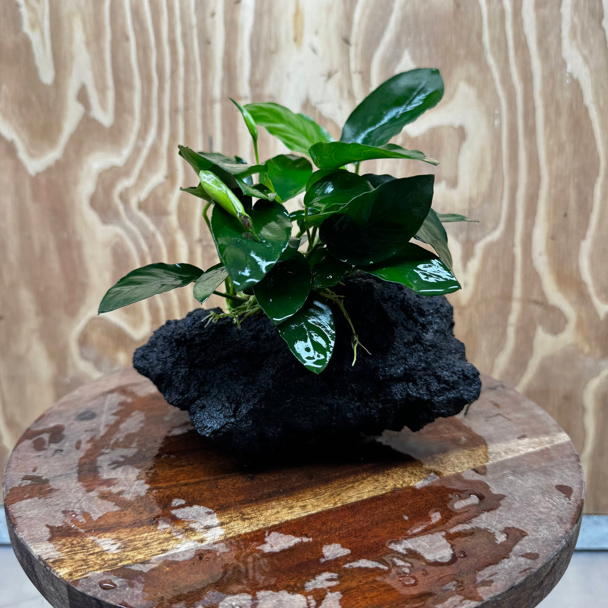 Pisces Enterprises One Only Anubias Nana on Large Black Lava Rock Creation - One Only Shop for Anubias Nana on Large Black Lava Rock Creation - One Only