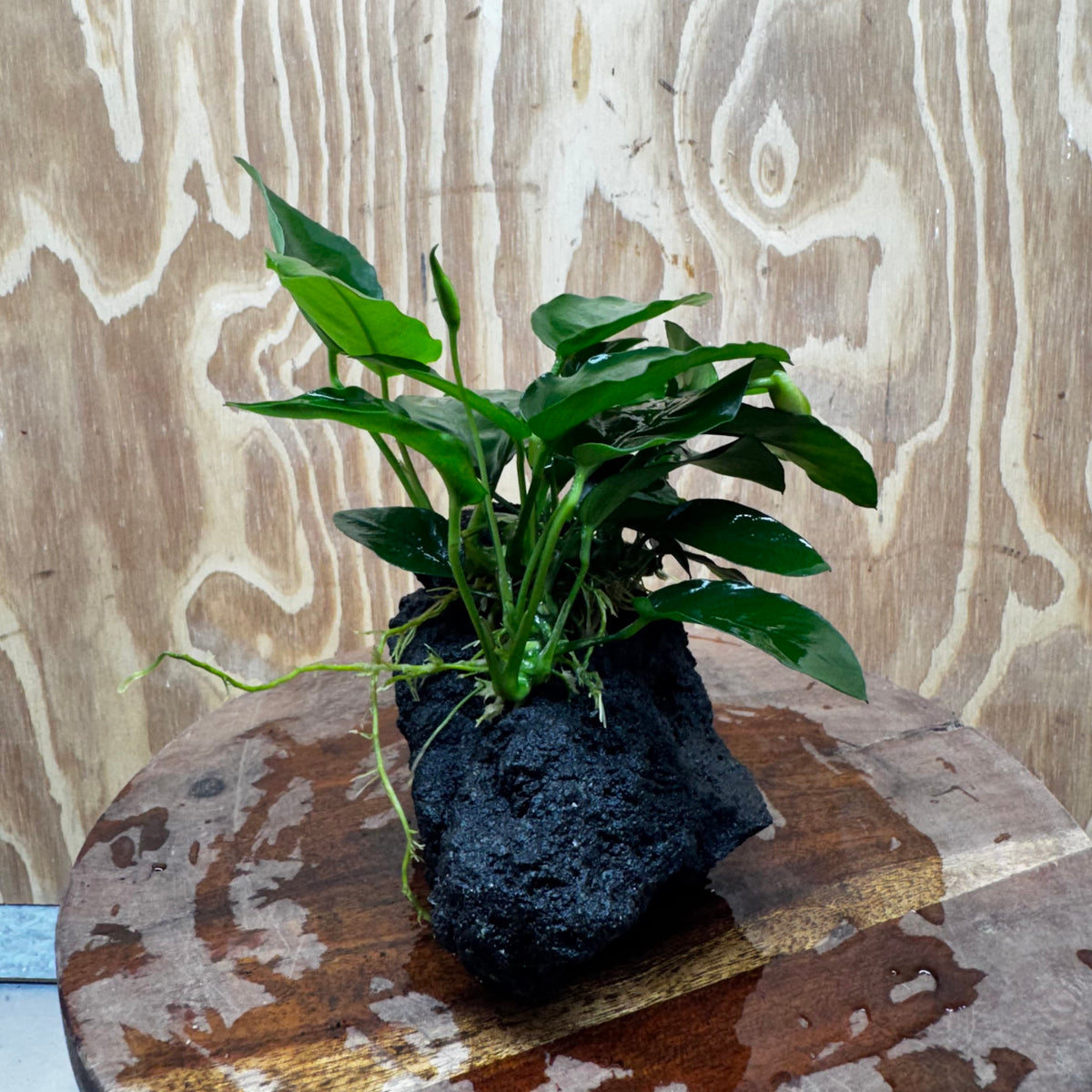 Pisces Enterprises One Only Anubias Nana on Large Black Lava Rock Creation - One Only Shop for Anubias Nana on Large Black Lava Rock Creation - One Only