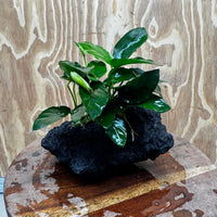 Pisces Enterprises One Only Anubias Nana on Large Black Lava Rock Creation - One Only Shop for Anubias Nana on Large Black Lava Rock Creation - One Only