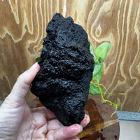 Pisces Enterprises One Only Anubias Nana on Large Black Lava Rock Creation - One Only Shop for Anubias Nana on Large Black Lava Rock Creation - One Only