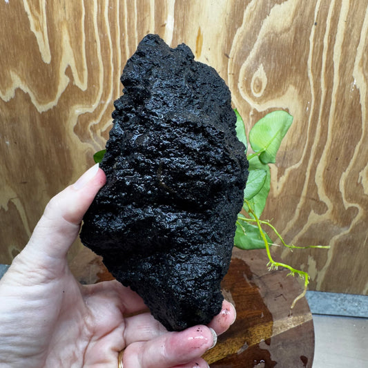 Pisces Enterprises One Only Anubias Nana on Large Black Lava Rock Creation - One Only Shop for Anubias Nana on Large Black Lava Rock Creation - One Only