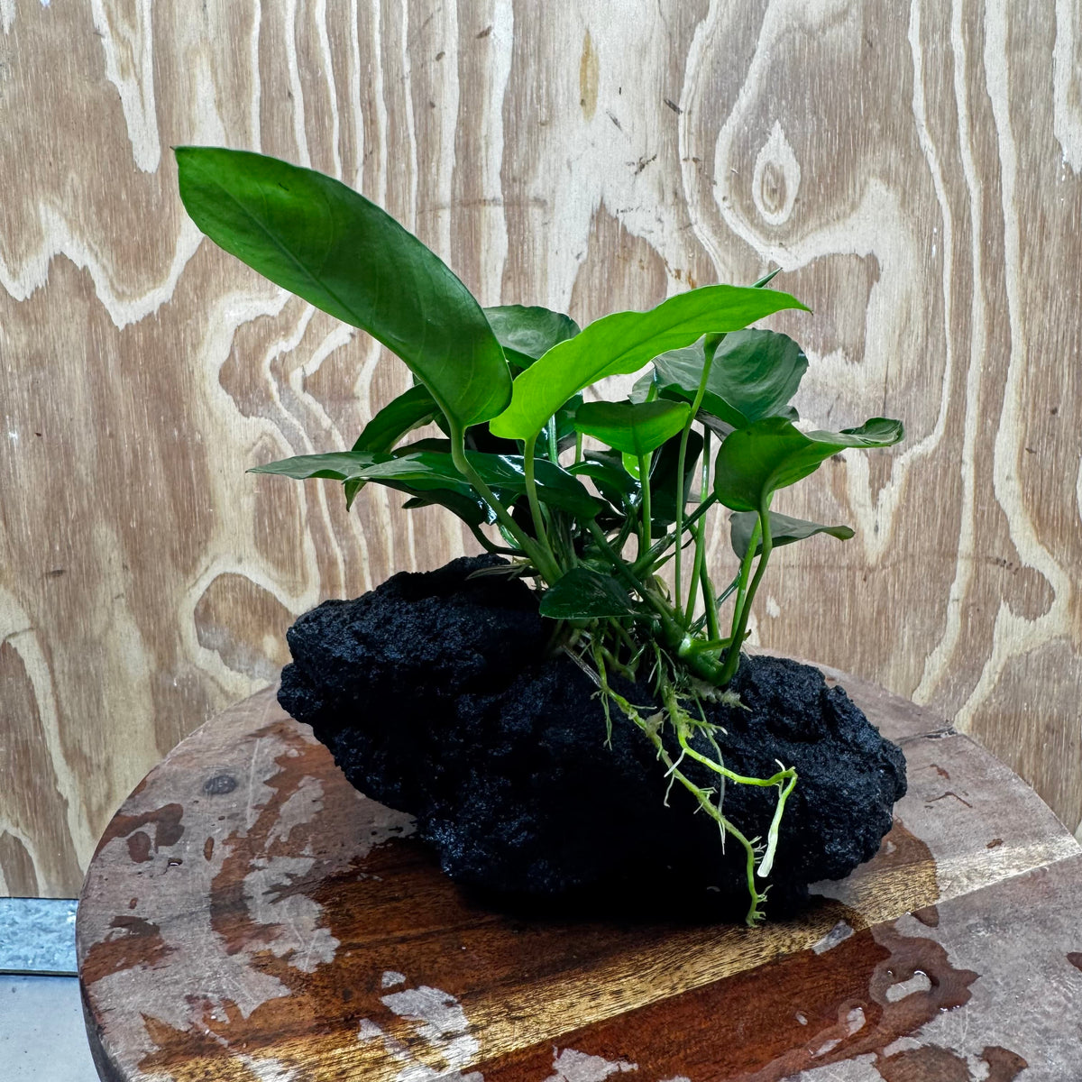 Pisces Enterprises One Only Anubias Nana on Large Black Lava Rock Creation - One Only Shop for Anubias Nana on Large Black Lava Rock Creation - One Only
