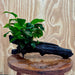 Pisces Enterprises One Only Anubias 'Nana' on Large Driftwood Creation - ONE ONLY Anubias Nana on Large Driftwood - One Only Scapeshop Australia