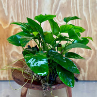 Pisces Enterprises One Only Anubias 'Nana' on Large Driftwood Creation - ONE ONLY Anubias Nana on Large Driftwood - One Only Scapeshop Australia