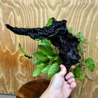 Pisces Enterprises One Only Anubias 'Nana' on Large Driftwood Creation - ONE ONLY Anubias Nana on Large Driftwood - One Only Scapeshop Australia
