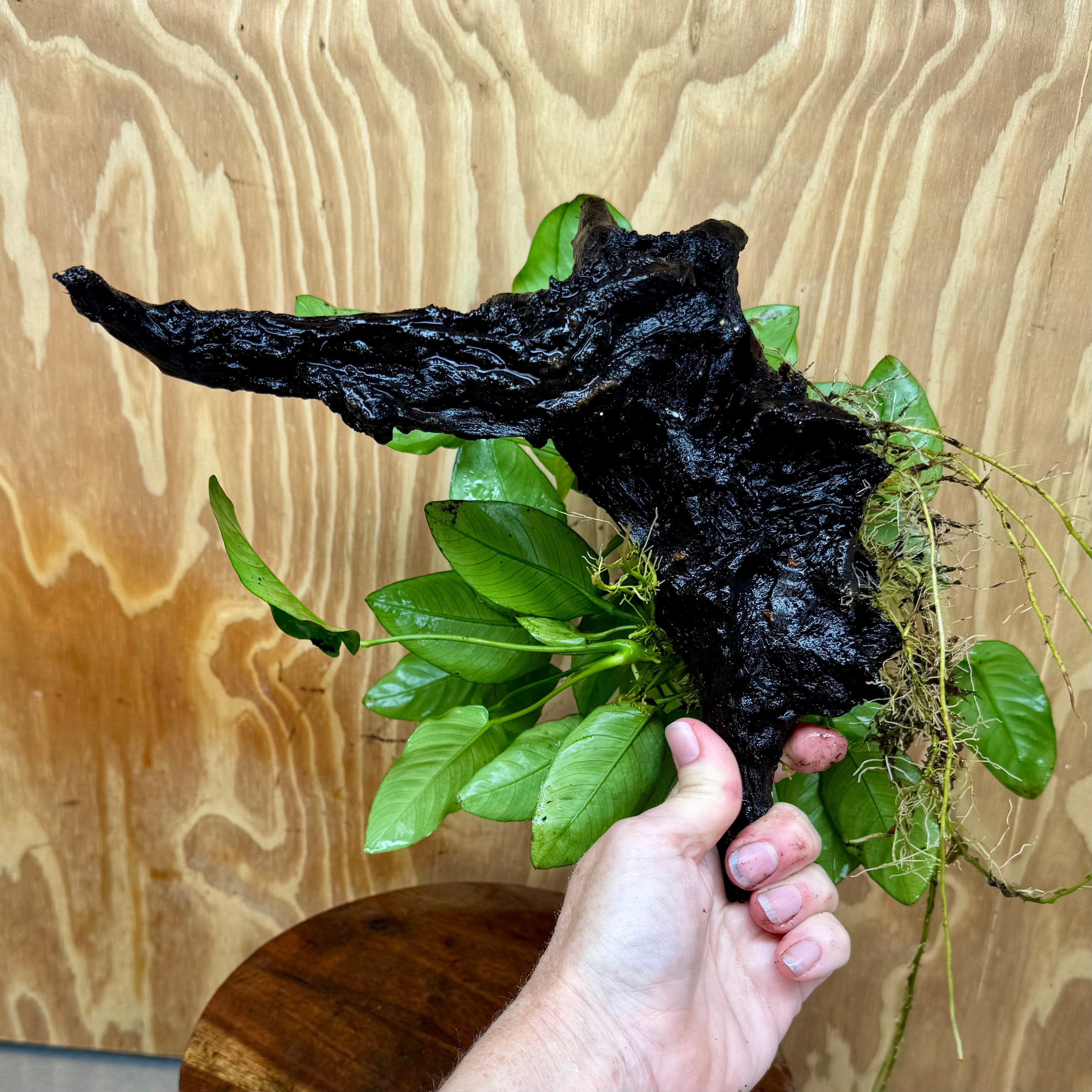 Pisces Enterprises One Only Anubias 'Nana' on Large Driftwood Creation - ONE ONLY Anubias Nana on Large Driftwood - One Only Scapeshop Australia