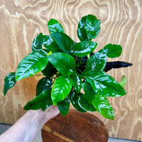 Pisces Enterprises One Only Anubias 'Nana' on Large Driftwood Creation - ONE ONLY Anubias Nana on Large Driftwood - One Only Scapeshop Australia