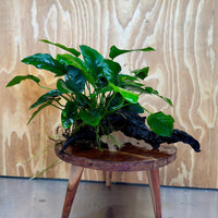 Pisces Enterprises One Only Anubias 'Nana' on Large Driftwood Creation - ONE ONLY Anubias Nana on Large Driftwood - One Only Scapeshop Australia