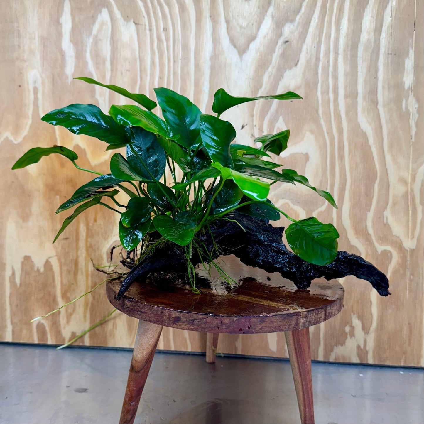 Pisces Enterprises One Only Anubias 'Nana' on Large Driftwood Creation - ONE ONLY Anubias Nana on Large Driftwood - One Only Scapeshop Australia