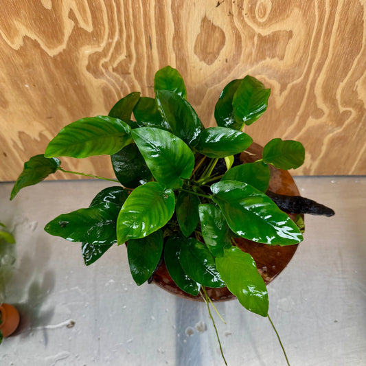 Pisces Enterprises One Only Anubias 'Nana' on Large Driftwood Creation - ONE ONLY Anubias Nana on Large Driftwood - One Only Scapeshop Australia