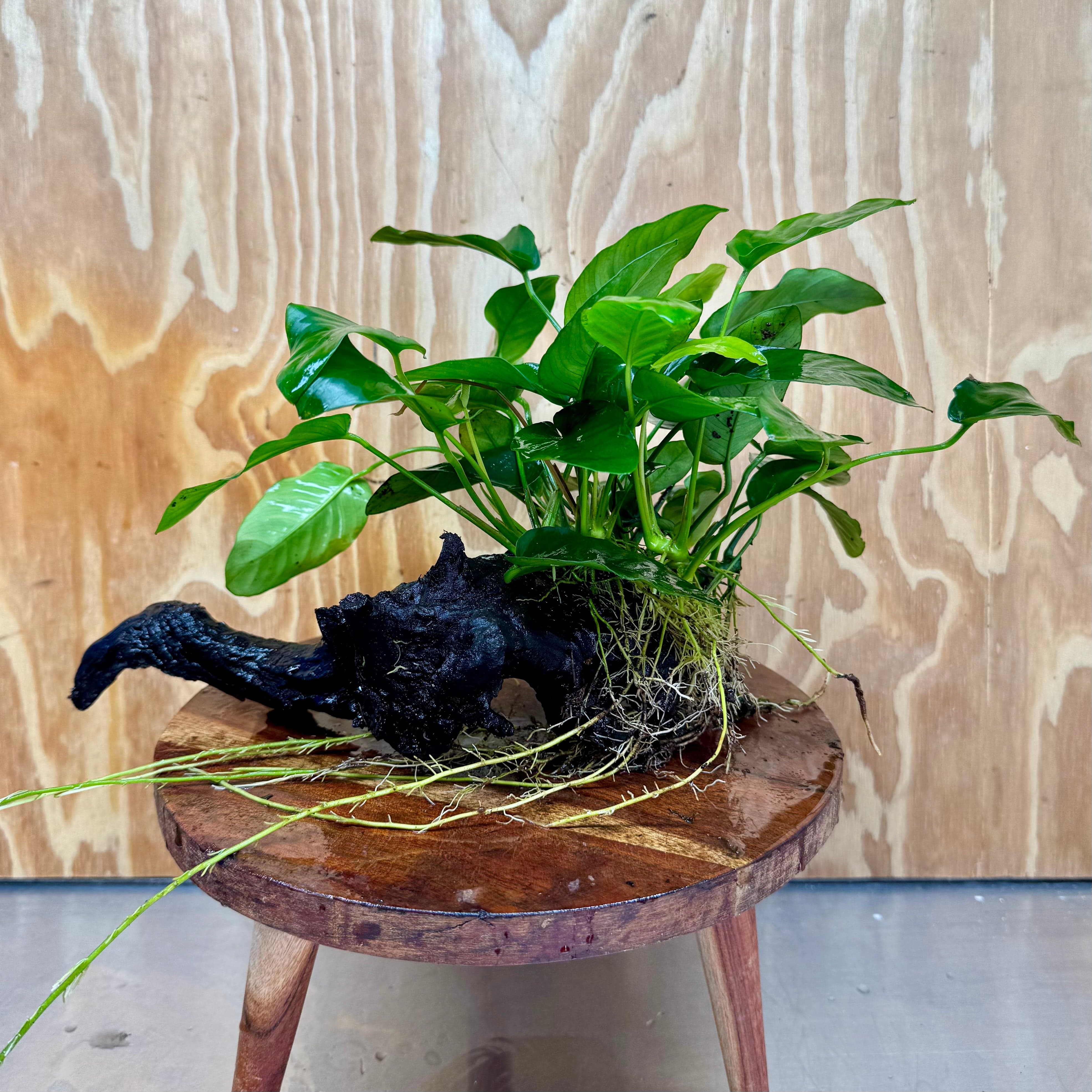 Pisces Enterprises One Only Anubias 'Nana' on Large Driftwood Creation - ONE ONLY Anubias Nana on Large Driftwood - One Only Scapeshop Australia