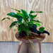 Pisces Enterprises One Only Anubias 'Nana' on Large Driftwood Creation - ONE ONLY Anubias Nana on Large Driftwood - One Only Scapeshop Australia