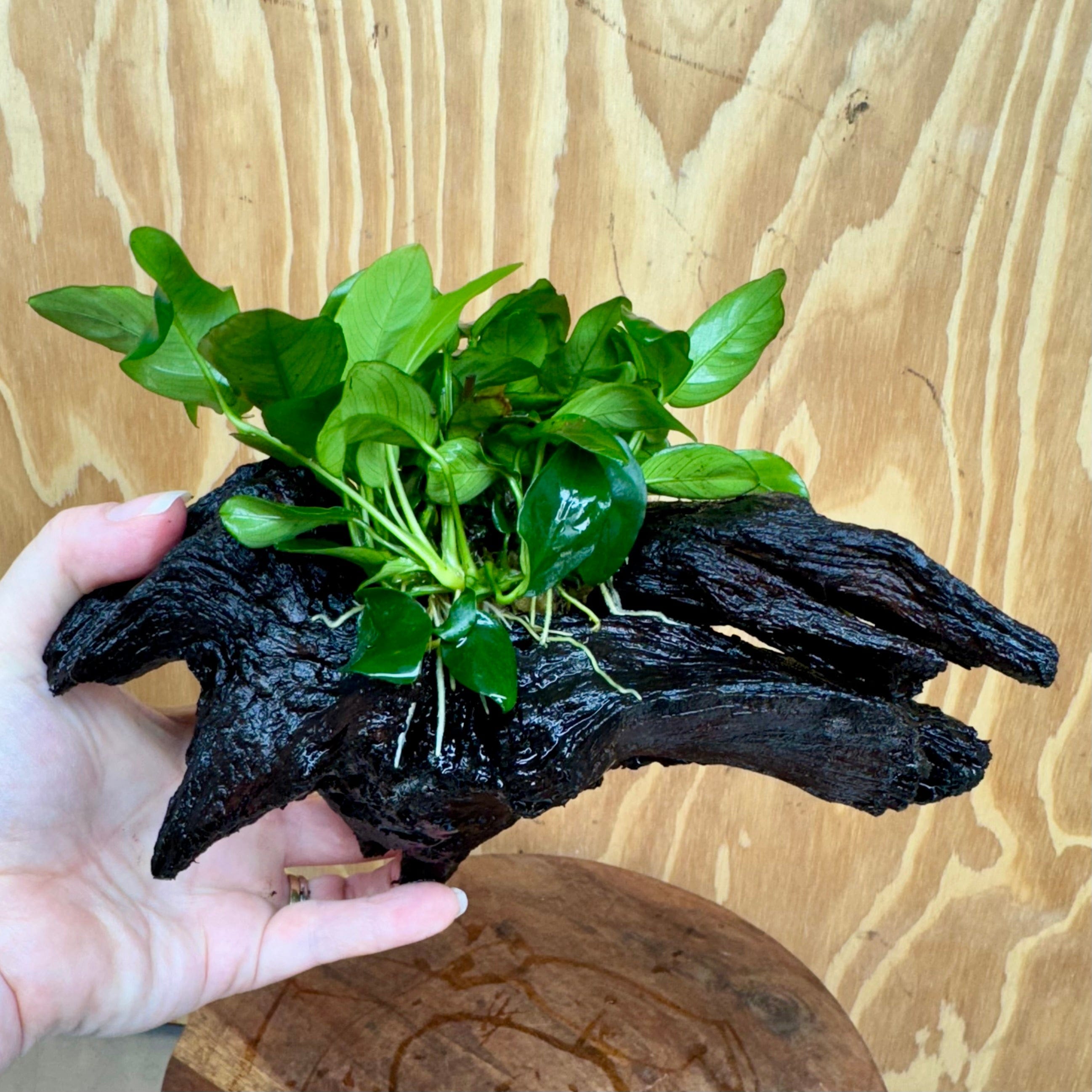 Pisces Enterprises One Only Anubias ‘Nana' on Medium Driftwood Creation - One Only - Beautiful Anubias Barteri on Medium Driftwood - ONE ONLY - Scapeshop Aquarium