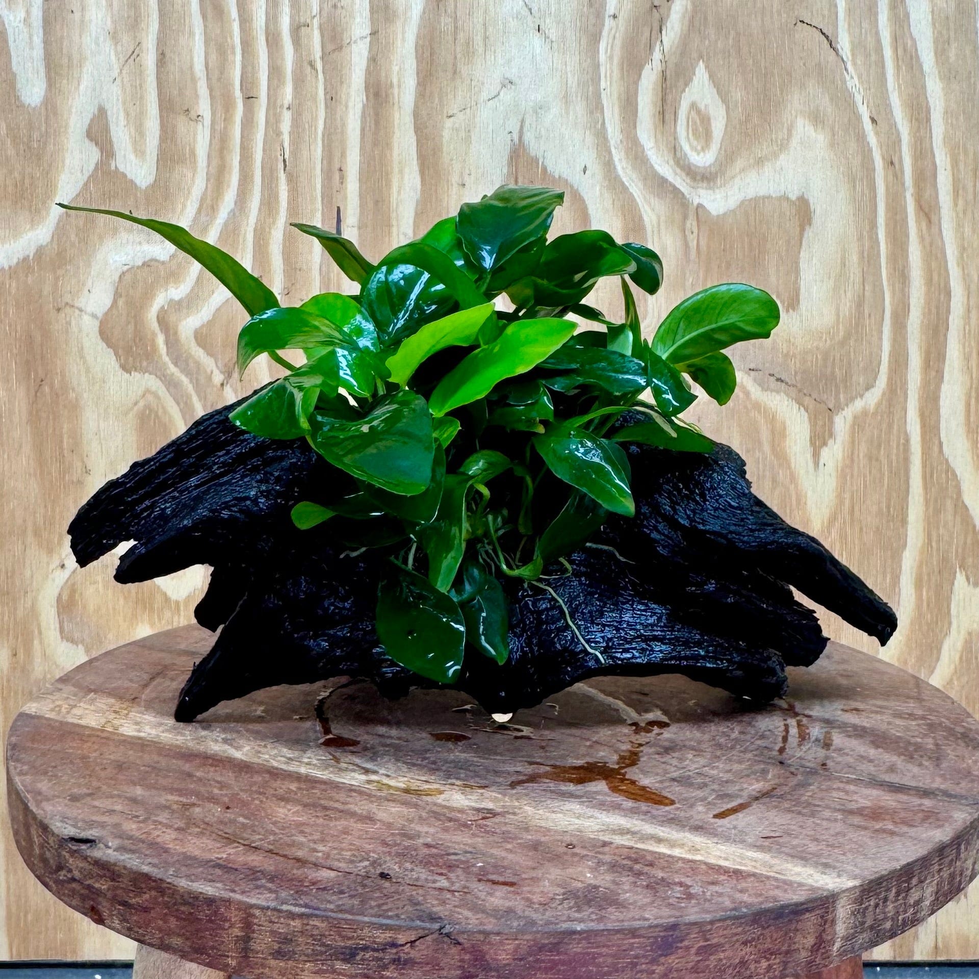 Pisces Enterprises One Only Anubias ‘Nana' on Medium Driftwood Creation - One Only - Beautiful Anubias Barteri on Medium Driftwood - ONE ONLY - Scapeshop Aquarium