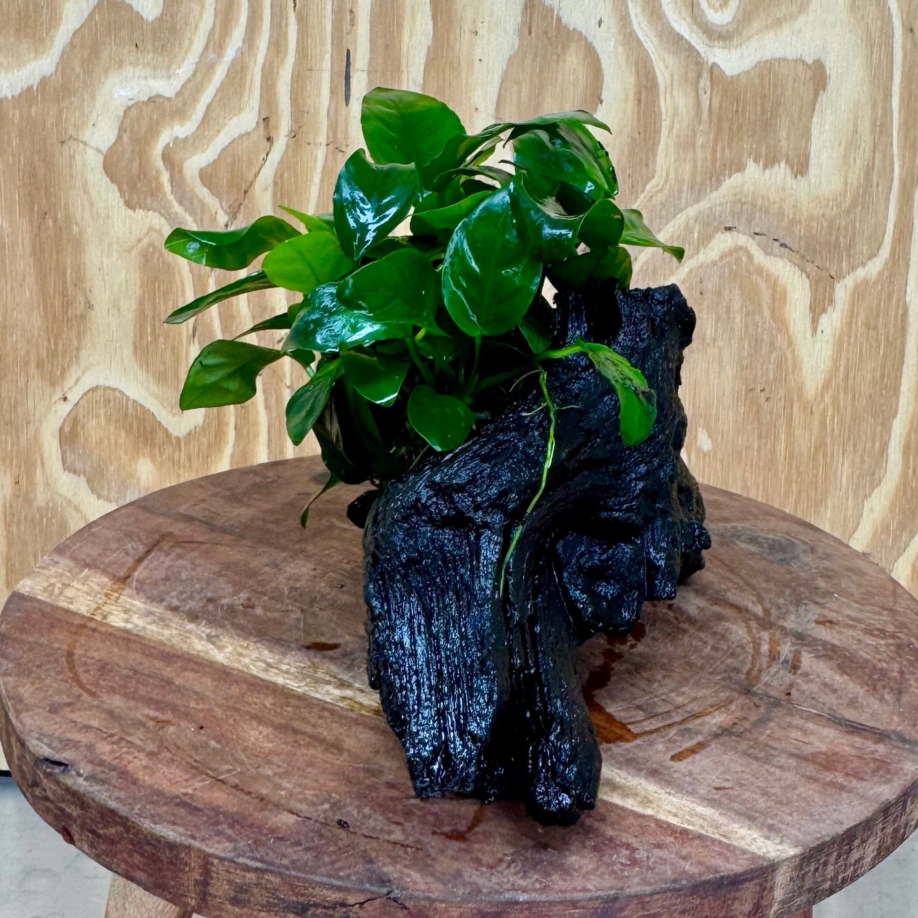 Pisces Enterprises One Only Anubias ‘Nana' on Medium Driftwood Creation - One Only - Beautiful Anubias Barteri on Medium Driftwood - ONE ONLY - Scapeshop Aquarium