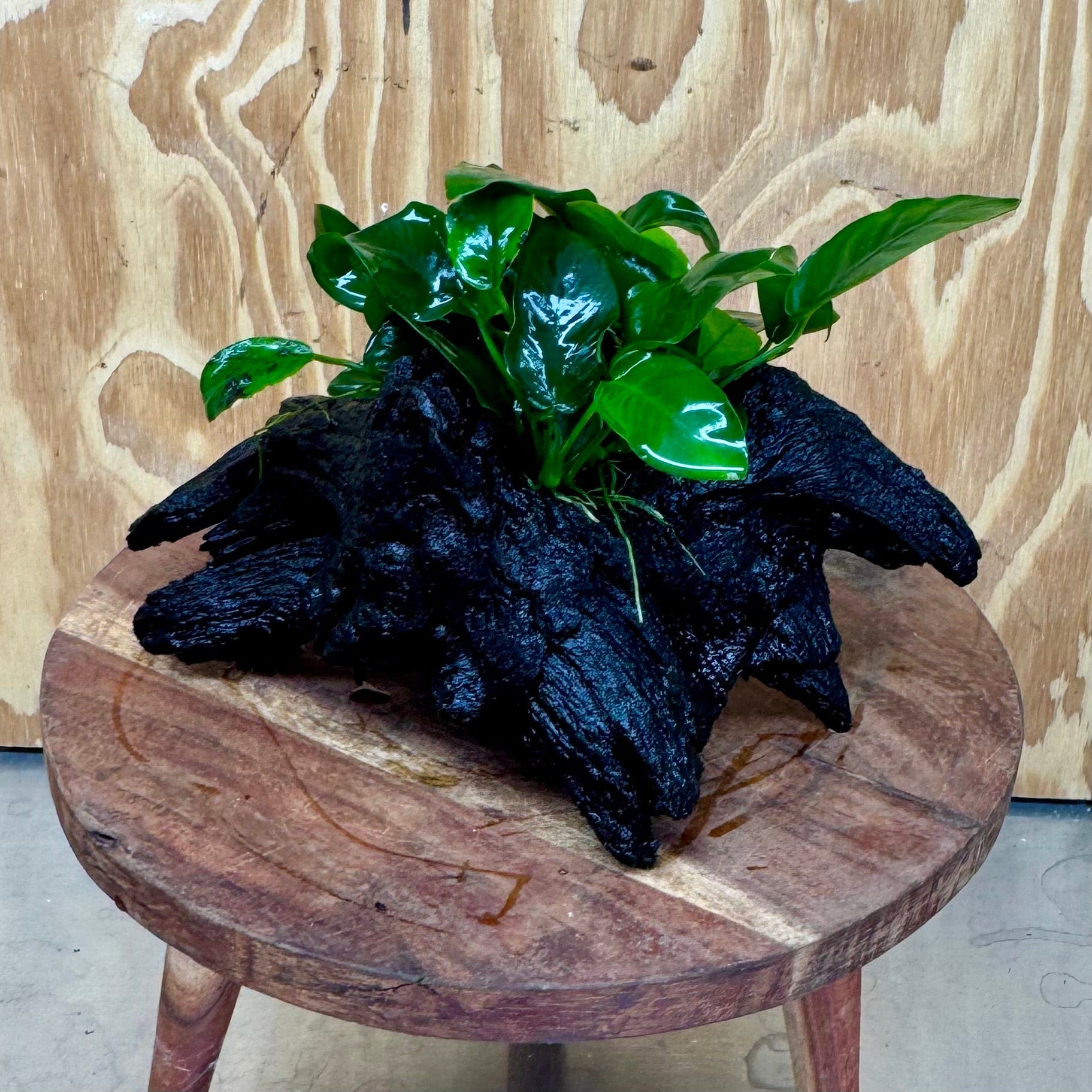 Pisces Enterprises One Only Anubias ‘Nana' on Medium Driftwood Creation - One Only - Beautiful Anubias Barteri on Medium Driftwood - ONE ONLY - Scapeshop Aquarium