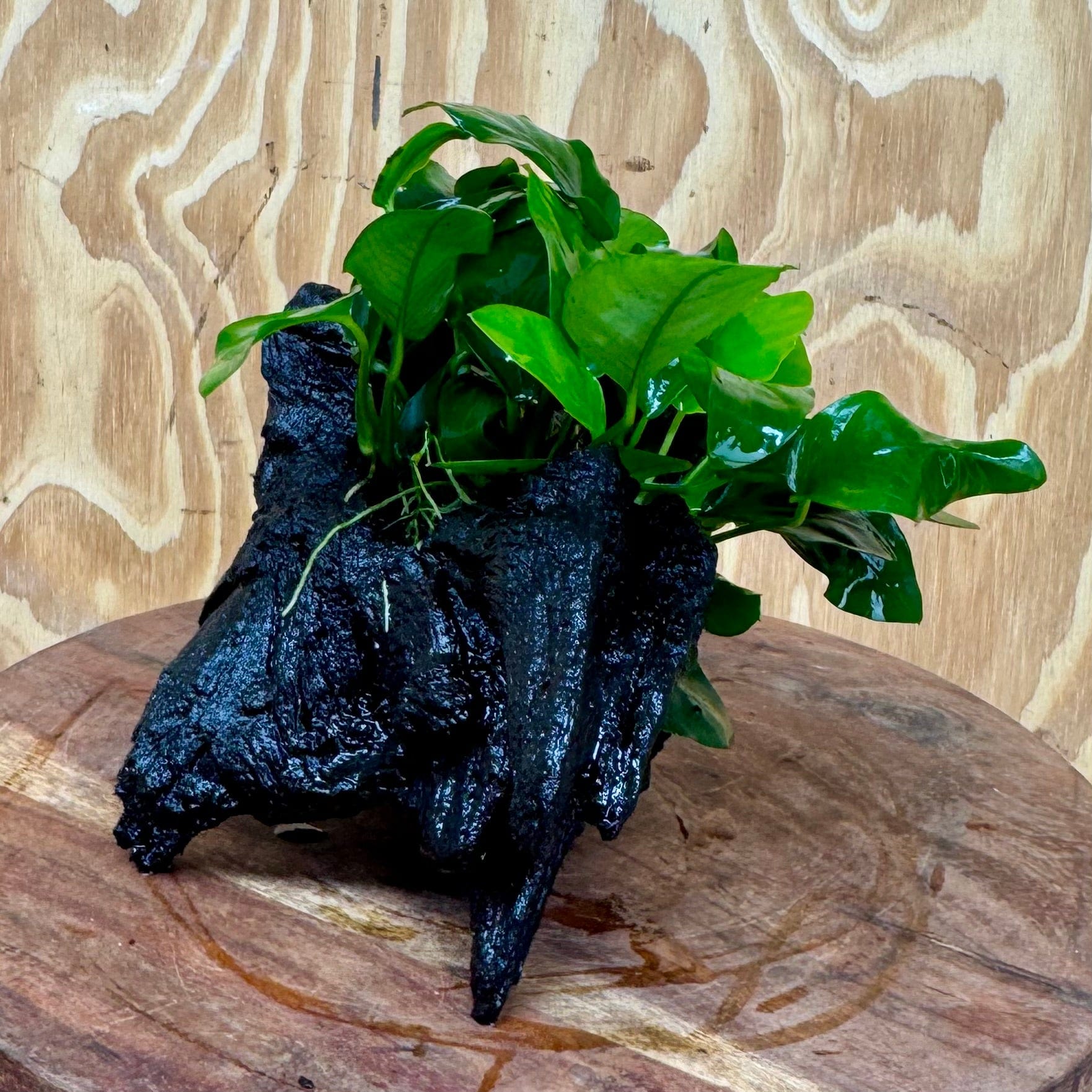 Pisces Enterprises One Only Anubias ‘Nana' on Medium Driftwood Creation - One Only - Beautiful Anubias Barteri on Medium Driftwood - ONE ONLY - Scapeshop Aquarium