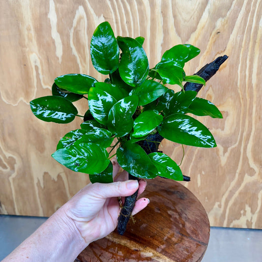 Pisces Enterprises One Only Anubias ‘Nana' on Medium Driftwood Creation - One Only - Beautiful Anubias Nana on Medium Driftwood - ONE ONLY - Scapeshop Aquarium Plants