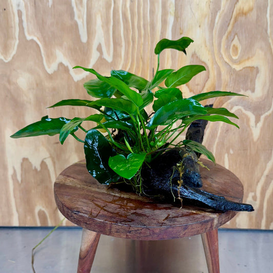 Pisces Enterprises One Only Anubias ‘Nana' on Medium Driftwood Creation - One Only - Beautiful Anubias Nana on Medium Driftwood - ONE ONLY - Scapeshop Aquarium Plants