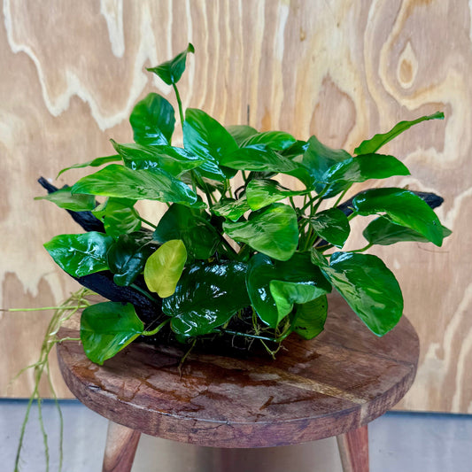 Pisces Enterprises One Only Anubias ‘Nana' on Medium Driftwood Creation - One Only - Beautiful Anubias Nana on Medium Driftwood - ONE ONLY - Scapeshop Aquarium Plants