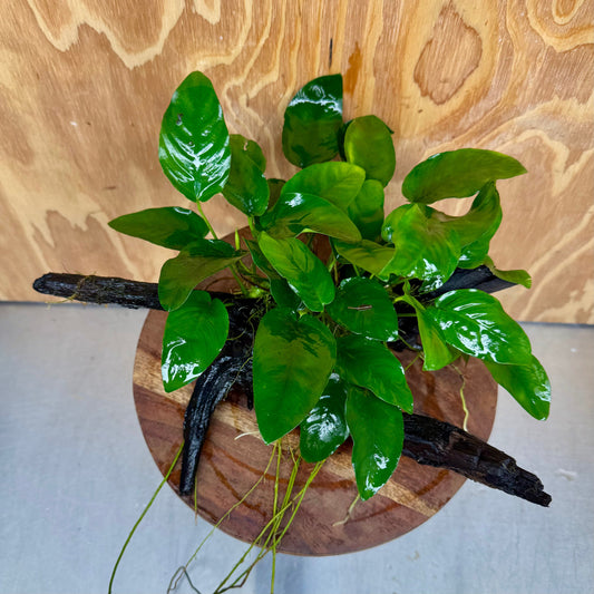 Pisces Enterprises One Only Anubias ‘Nana' on Medium Driftwood Creation - One Only - Beautiful Anubias Nana on Medium Driftwood - ONE ONLY - Scapeshop Aquarium Plants