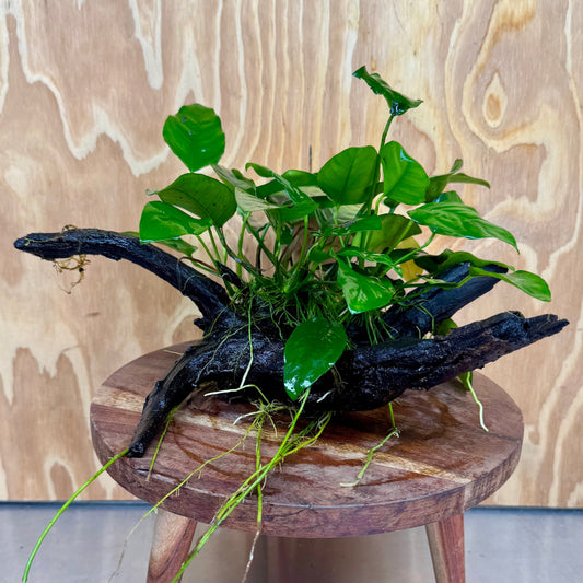 Pisces Enterprises One Only Anubias ‘Nana' on Medium Driftwood Creation - One Only - Beautiful Anubias Nana on Medium Driftwood - ONE ONLY - Scapeshop Aquarium Plants