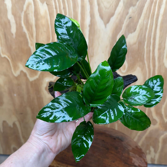Pisces Enterprises One Only Anubias ‘Nana' on Medium Driftwood Creation - One Only - Beautiful Anubias Nana on Medium Driftwood - ONE ONLY - Scapeshop Aquarium Plants
