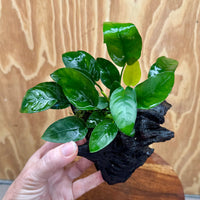 Pisces Enterprises One Only Anubias ‘Nana' on Medium Driftwood Creation - One Only - Beautiful Anubias Nana on Medium Driftwood - ONE ONLY - Scapeshop Aquarium Plants