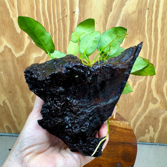 Pisces Enterprises One Only Anubias ‘Nana' on Medium Driftwood Creation - One Only - Beautiful Anubias Nana on Medium Driftwood - ONE ONLY - Scapeshop Aquarium Plants