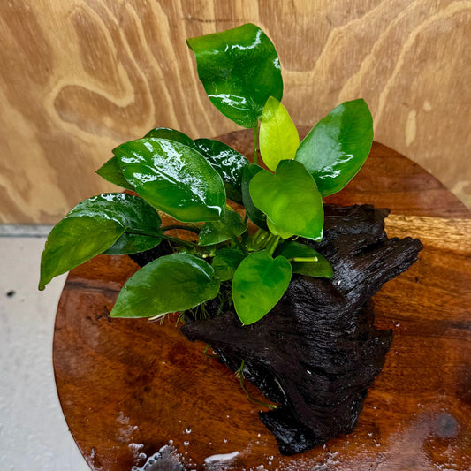Pisces Enterprises One Only Anubias ‘Nana' on Medium Driftwood Creation - One Only - Beautiful Anubias Nana on Medium Driftwood - ONE ONLY - Scapeshop Aquarium Plants