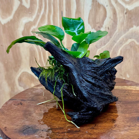 Pisces Enterprises One Only Anubias ‘Nana' on Medium Driftwood Creation - One Only - Beautiful Anubias Nana on Medium Driftwood - ONE ONLY - Scapeshop Aquarium Plants