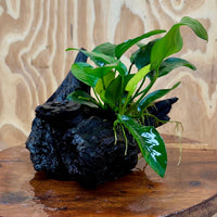 Pisces Enterprises One Only Anubias ‘Nana' on Medium Driftwood Creation - One Only - Beautiful Anubias Nana on Medium Driftwood - ONE ONLY - Scapeshop Aquarium Plants