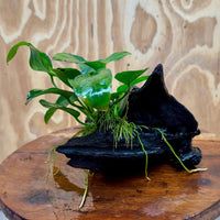 Pisces Enterprises One Only Anubias ‘Nana' on Medium Driftwood Creation - One Only - Beautiful Anubias Nana on Medium Driftwood - ONE ONLY - Scapeshop Aquarium Plants