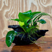 Pisces Enterprises One Only Anubias ‘Nana' on Medium Driftwood Creation - One Only - Beautiful Anubias Nana on Medium Driftwood - ONE ONLY - Scapeshop Aquarium Plants