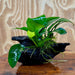 Pisces Enterprises One Only Anubias ‘Nana' on Medium Driftwood Creation - One Only - Beautiful Anubias Nana on Medium Driftwood - ONE ONLY - Scapeshop Aquarium Plants