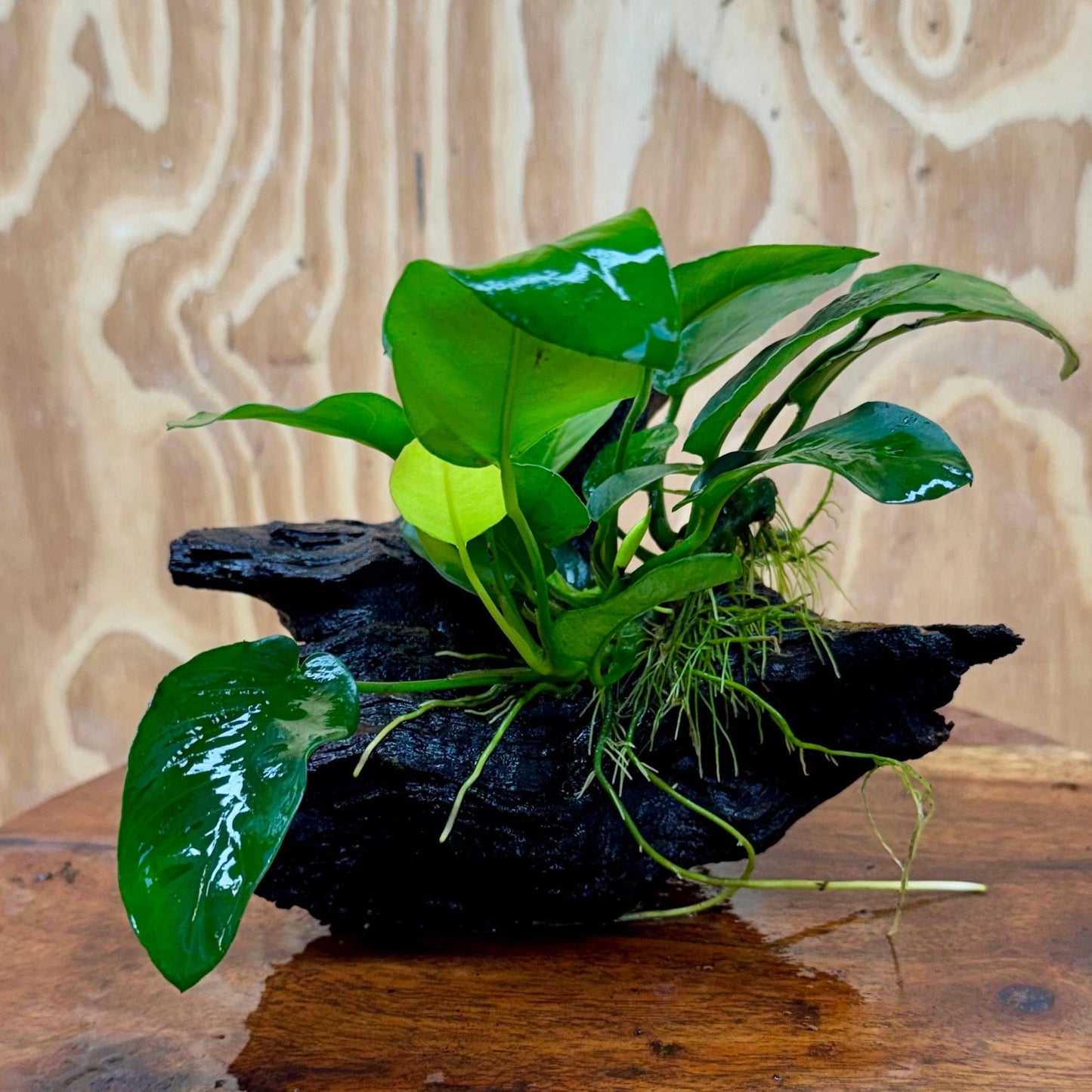 Pisces Enterprises One Only Anubias ‘Nana' on Medium Driftwood Creation - One Only - Beautiful Anubias Nana on Medium Driftwood - ONE ONLY - Scapeshop Aquarium Plants