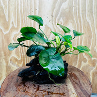 Pisces Enterprises One Only Anubias ‘Nana' on Medium Driftwood Creation - One Only - Beautiful Anubias Nana on Medium Driftwood - ONE ONLY - Scapeshop Aquarium Plants