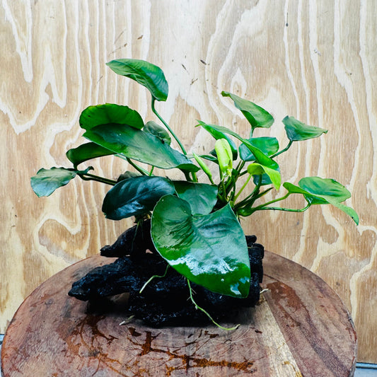 Pisces Enterprises One Only Anubias ‘Nana' on Medium Driftwood Creation - One Only - Beautiful Anubias Nana on Medium Driftwood - ONE ONLY - Scapeshop Aquarium Plants