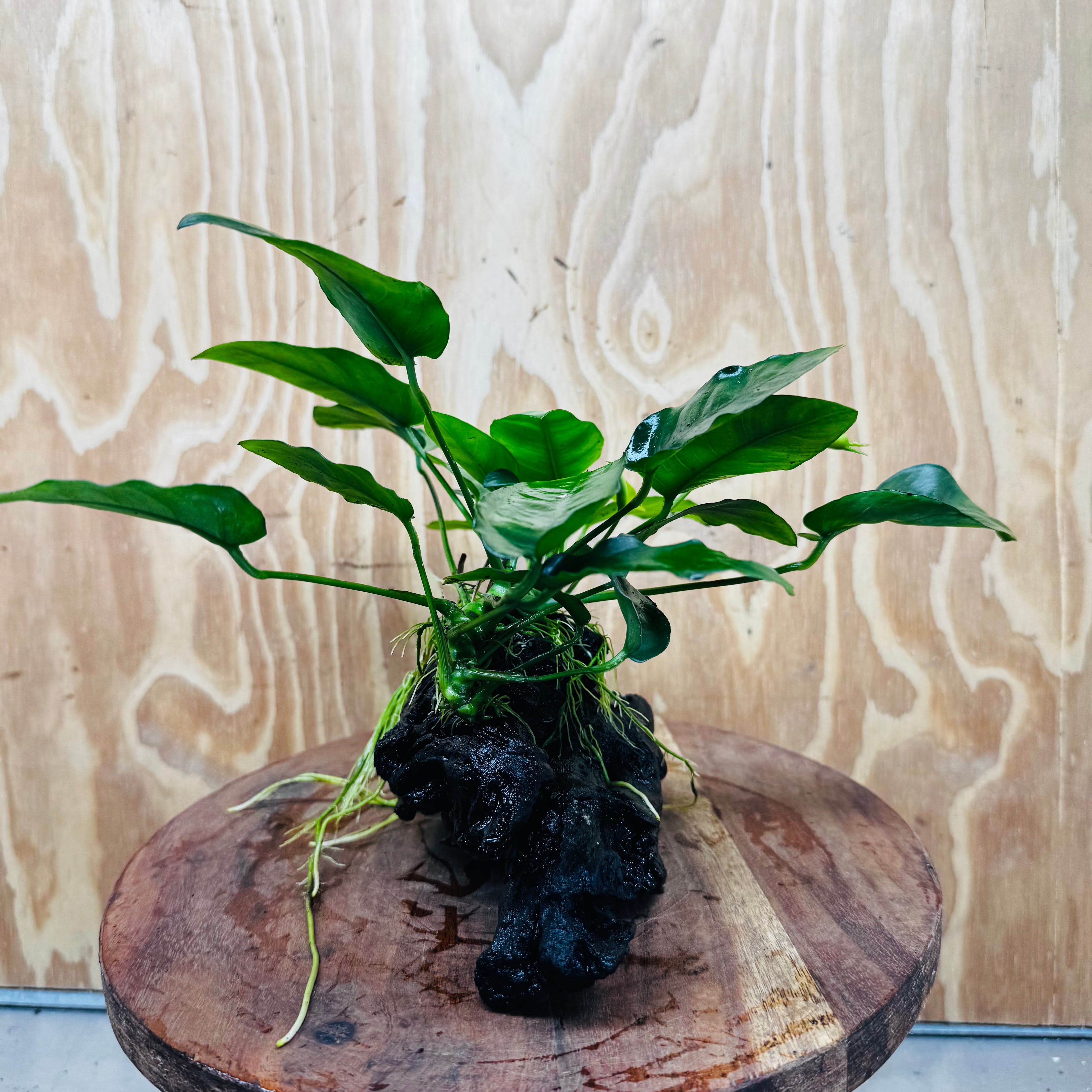 Pisces Enterprises One Only Anubias ‘Nana' on Medium Driftwood Creation - One Only - Beautiful Anubias Nana on Medium Driftwood - ONE ONLY - Scapeshop Aquarium Plants