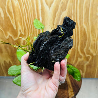 Pisces Enterprises One Only Anubias ‘Nana' on Medium Driftwood Creation - One Only - Beautiful Anubias Nana on Medium Driftwood - ONE ONLY - Scapeshop Aquarium Plants