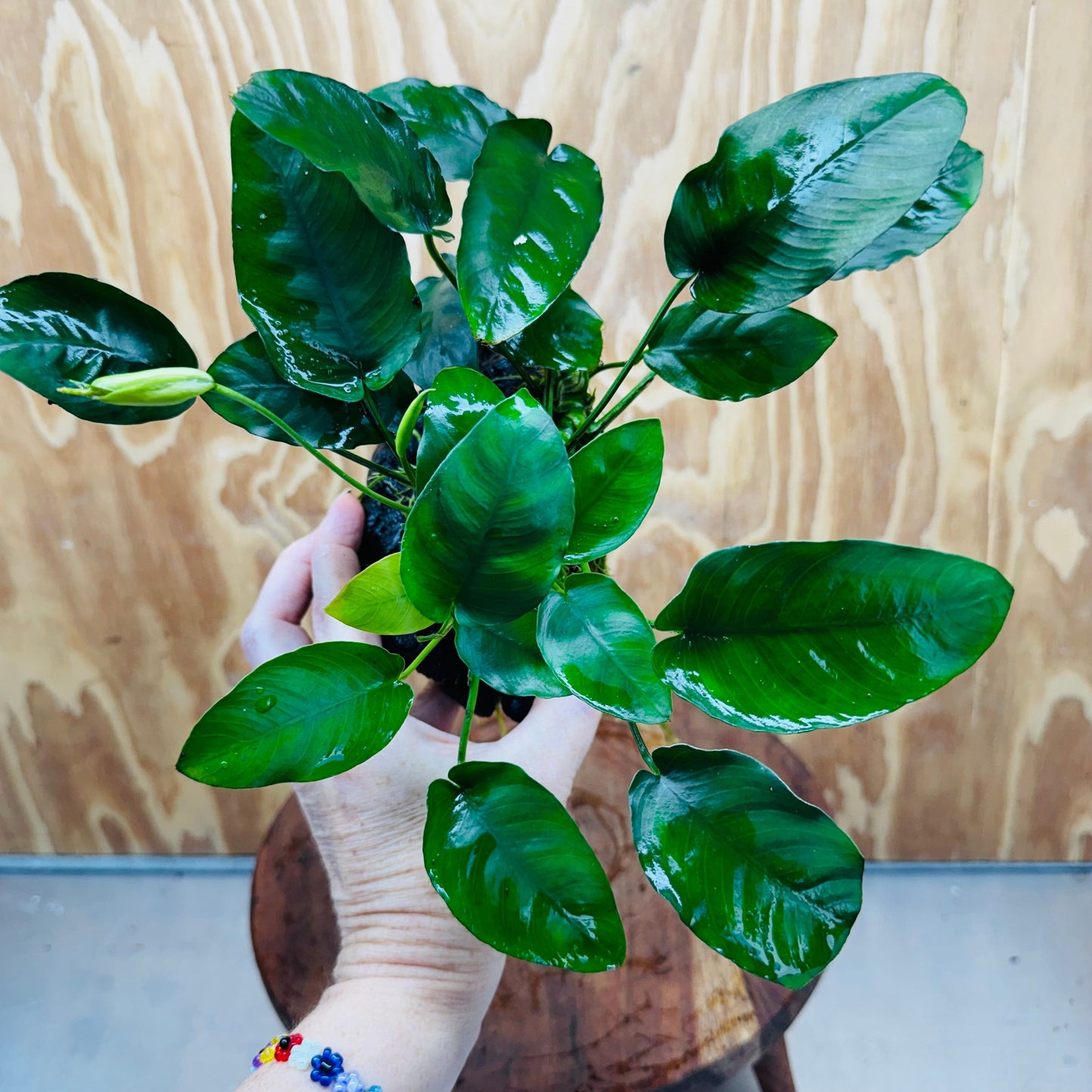 Pisces Enterprises One Only Anubias ‘Nana' on Medium Driftwood Creation - One Only - Beautiful Anubias Nana on Medium Driftwood - ONE ONLY - Scapeshop Aquarium Plants