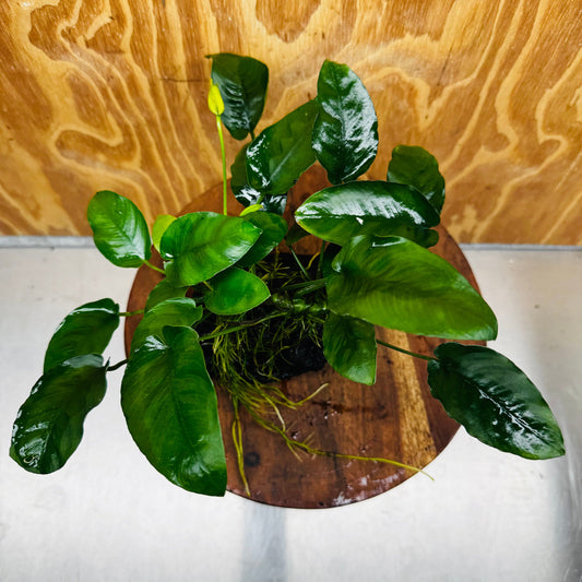 Pisces Enterprises One Only Anubias ‘Nana' on Medium Driftwood Creation - One Only - Beautiful Anubias Nana on Medium Driftwood - ONE ONLY - Scapeshop Aquarium Plants