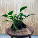 Pisces Enterprises One Only Anubias ‘Nana' on Medium Driftwood Creation - One Only - Beautiful Anubias Nana on Medium Driftwood - ONE ONLY - Scapeshop Aquarium Plants