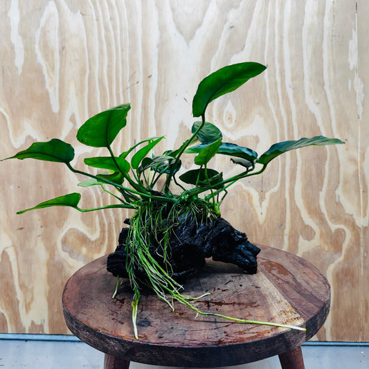 Pisces Enterprises One Only Anubias ‘Nana' on Medium Driftwood Creation - One Only - Beautiful Anubias Nana on Medium Driftwood - ONE ONLY - Scapeshop Aquarium Plants