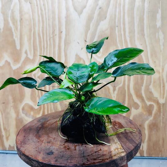 Pisces Enterprises One Only Anubias ‘Nana' on Medium Driftwood Creation - One Only - Beautiful Anubias Nana on Medium Driftwood - ONE ONLY - Scapeshop Aquarium Plants