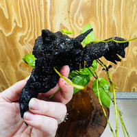 Pisces Enterprises One Only Anubias ‘Nana' on Medium Driftwood Creation - One Only - Beautiful Anubias Nana on Medium Driftwood - ONE ONLY - Scapeshop Aquarium Plants