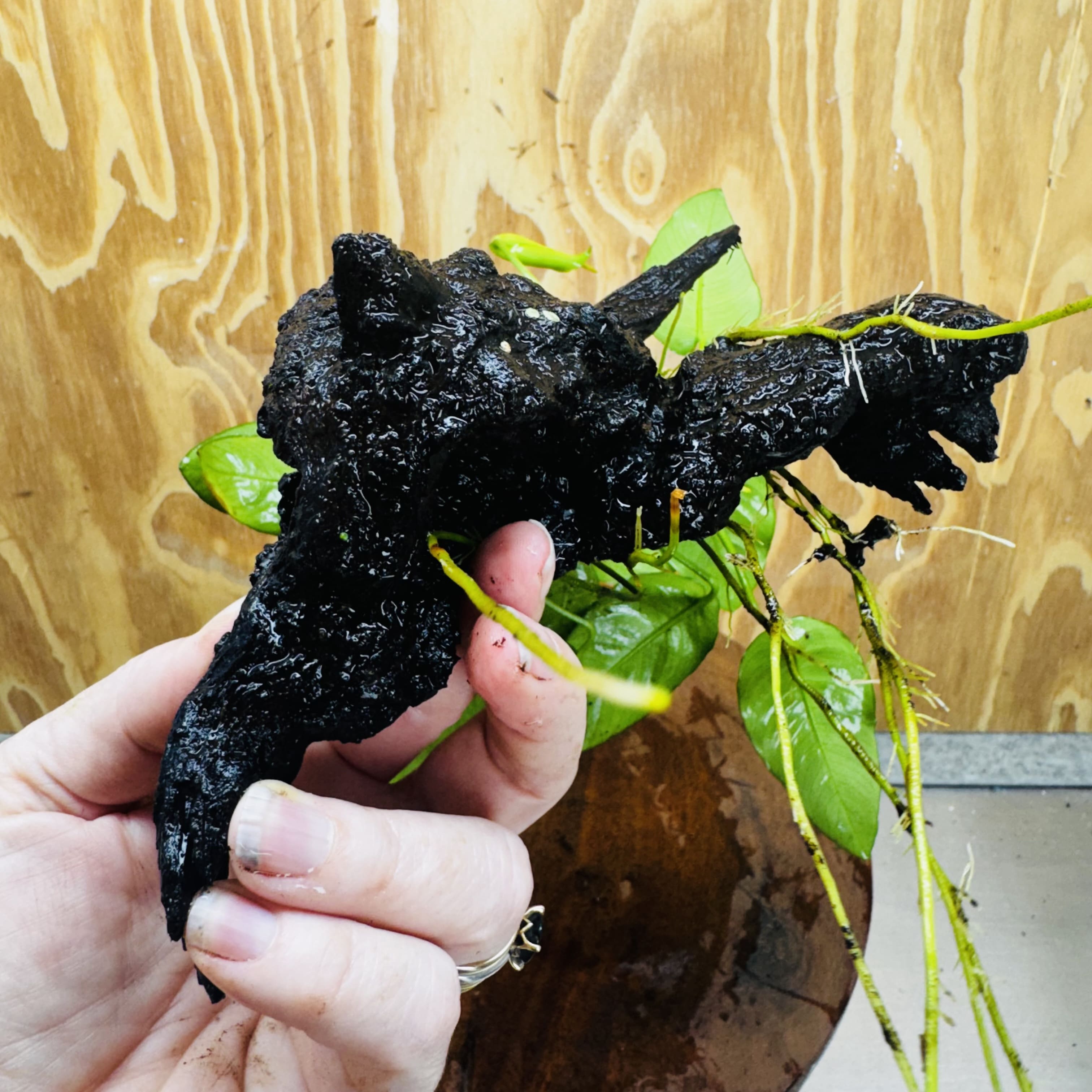 Pisces Enterprises One Only Anubias ‘Nana' on Medium Driftwood Creation - One Only - Beautiful Anubias Nana on Medium Driftwood - ONE ONLY - Scapeshop Aquarium Plants